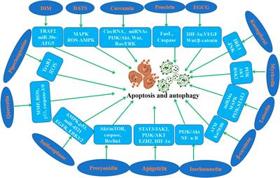 Anticancer applications of phytochemicals in gastric cancer: Effects and molecular mechanism